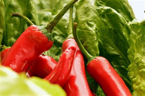 Zalievanie chilli papričiek