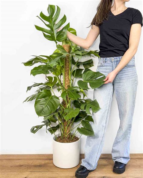 Monstera s oporou