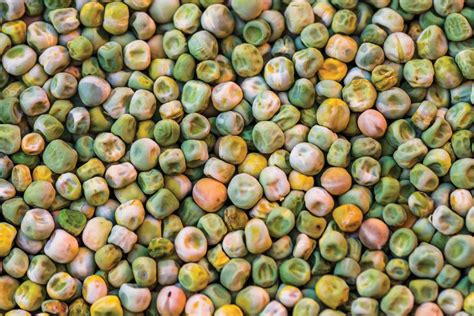 Klíčiace semená hrachu na vlhkej gáze