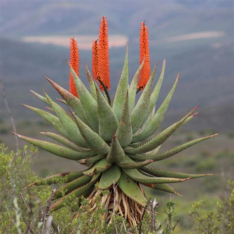 Grafické zobrazenie hlavných obsahových látok Aloe ferox
