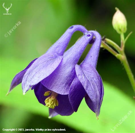 Orlíček obyčajný (Aquilegia vulgaris)