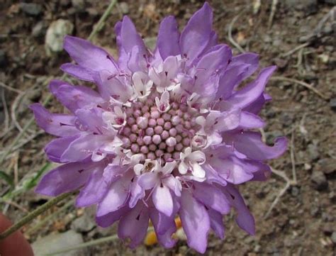 Kvety hlaváča (Scabiosa)