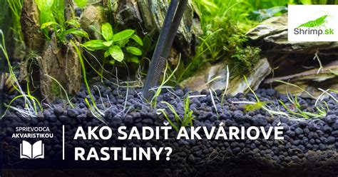 Akváriové rastliny pripravené na sadenie
