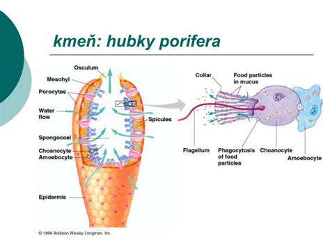 Anatomická stavba hubky