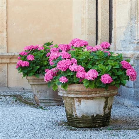 Rôzne farebné hortenzie