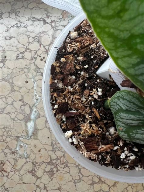 Správny substrát a drenáž pre fikus