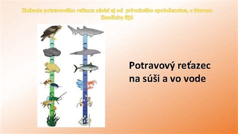Potravový reťazec s kobylkou
