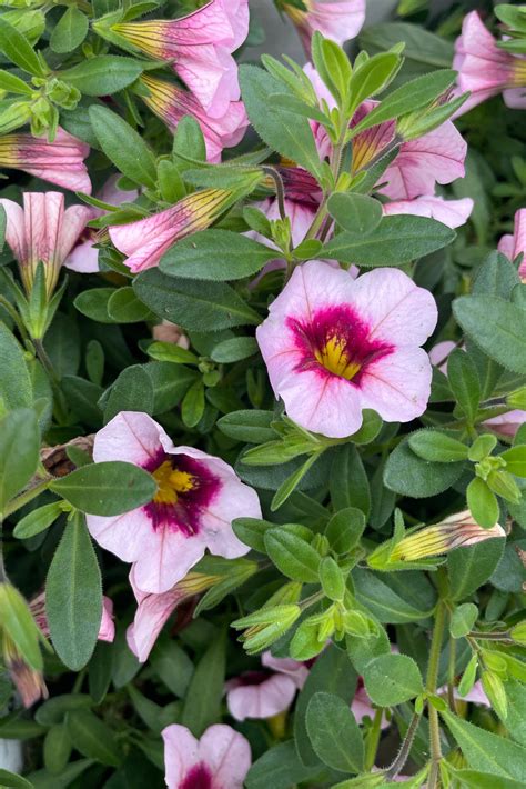 detail kvetov Calibrachoa
