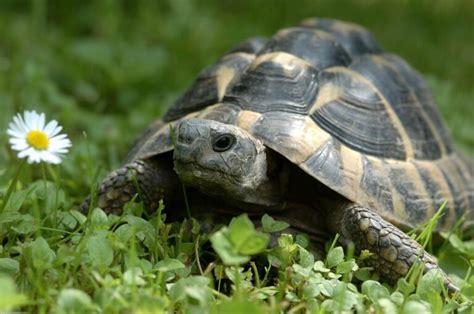 korytnačka zelenkastá v prírodnom prostredí