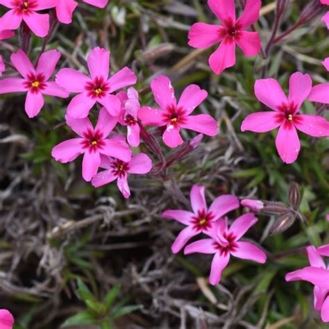 Flox šidlolistý 'Atropurpurea' v kvitnúcom stave