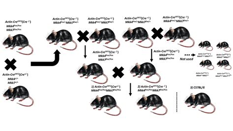 Schematické znázornenie ideálnych pôdnych podmienok pre flox
