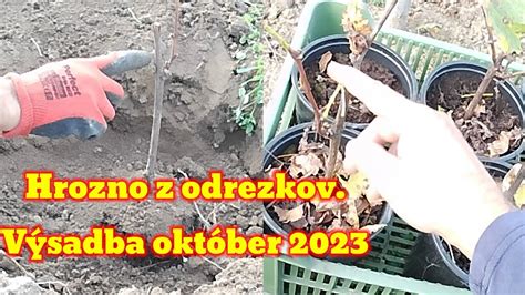 Odoberanie odrezkov z azalky