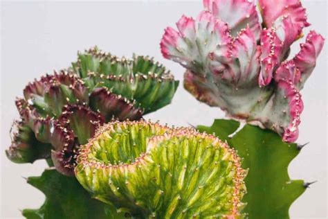 Rôzne druhy kaktusov a sukulentov