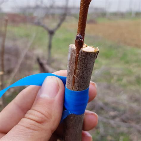 Štepenie muchovníka