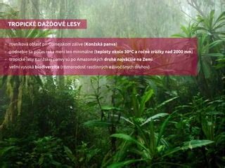 Rôznorodosť druhov peperómií