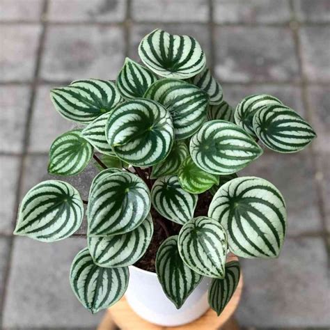 Peperomia argyreia (Vodný melón)