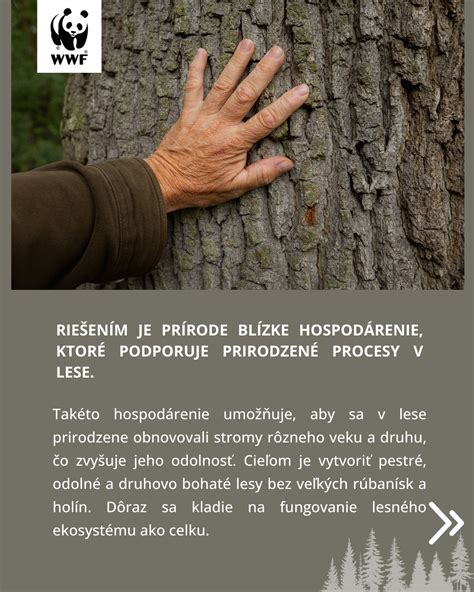 Štruktúra lesného porastu pri prírode blízkom hospodárení