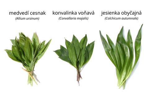 Porovnanie listov medvedieho cesnaku a konvalinky