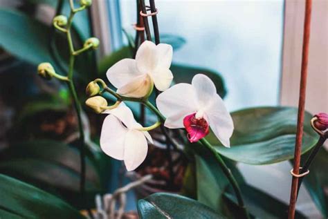 Orchidea na parapete pri východnom okne