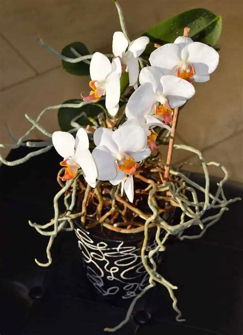 Priesvitný črepník s orchideou a viditeľnými koreňmi