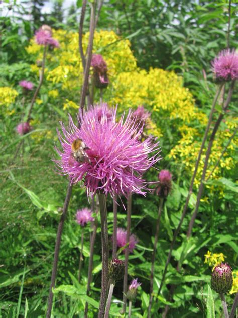 Charakteristické bodliaky lopúcha