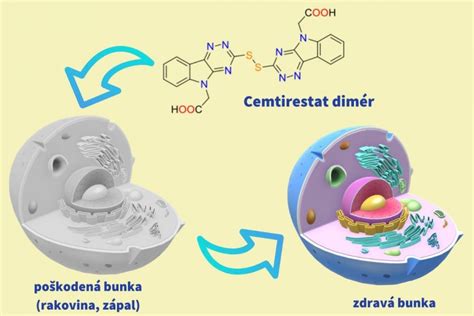 Schéma detoxikačného účinku lopúcha