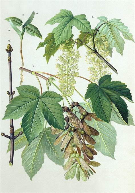 Javor mliečny s listami a plodmi