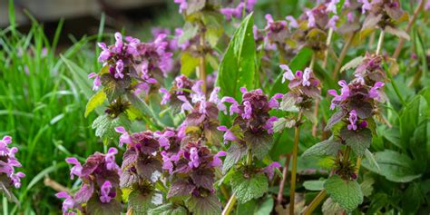 Rôzne druhy mliečnikov v záhrade