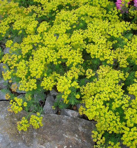 Mliečnik chvojkový v záhone