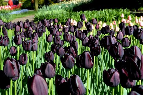 Tulipán ´Queen of Night´