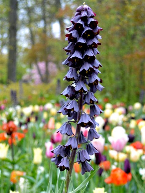 Fritillaria persica