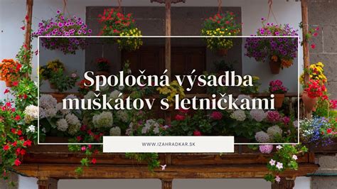 Balónovník v záhone s inými rastlinami