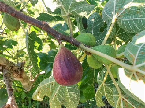 Zrelé plody figovníka Peretta