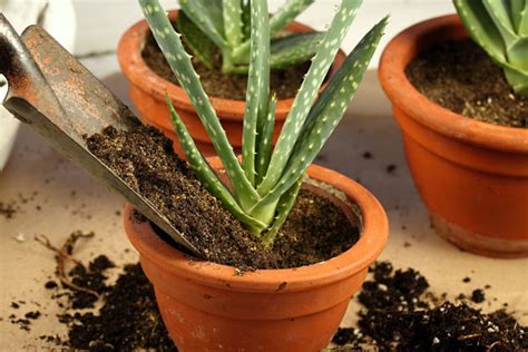 Starostlivosť o rastlinu aloe vera