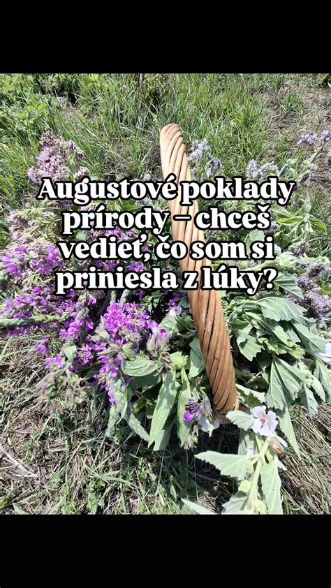 Sušiaca sa vňať repíka lekárskeho zavesená dolu kvetom