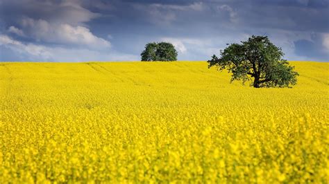 kvitnúce pole repky olejnej