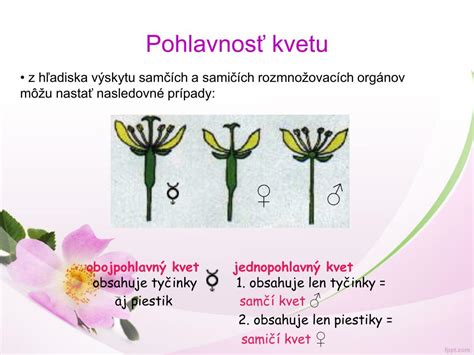 Jednopohlavný kvet (samčí a samičí)