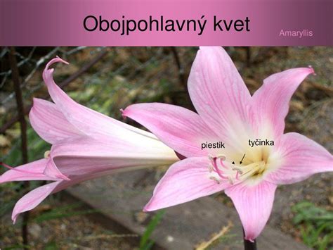 Obojpohlavný kvet