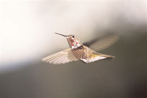 Kolibrík v lete pri kvete