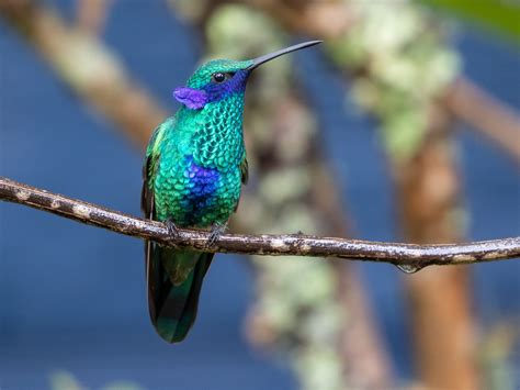 Kolibrík modrolící (Colibri coruscans)