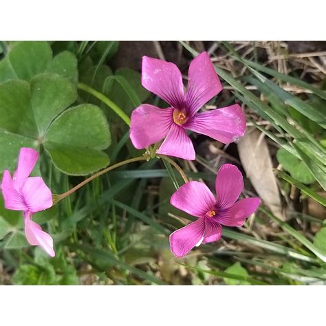 Oxalis deppei (Šťaveľ ružový) s jeho charakteristickými listami a kvetmi