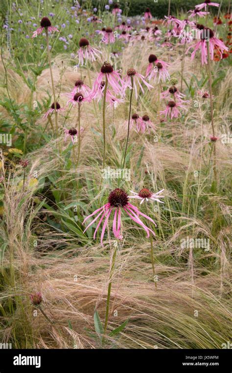 Stipa tenuissima a Echinacea purpurea v záhrade