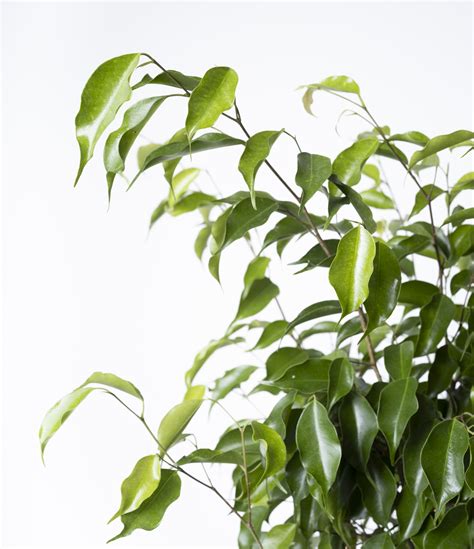Ficus benjamina s hnednúcimi listami