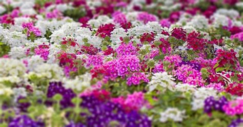 Rôzne odrody verbeny