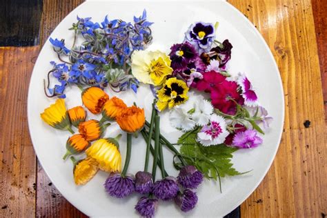 Jedlé kvety kapucínky