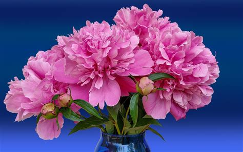 Bohatý kvet pivonky