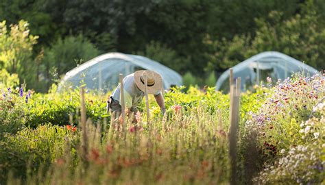 Kvetinová farma Poľný kvet