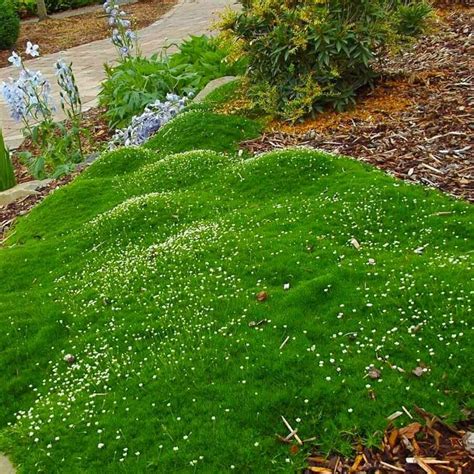 Machovička šidlovitá ako pôdopokryvná rastlina