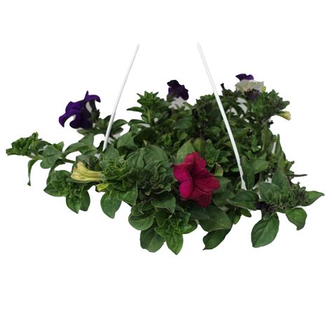 Bakopa v závesnom kvetináči