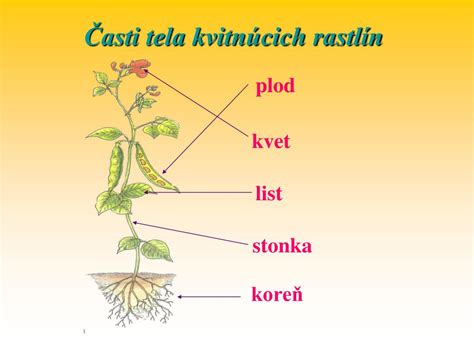 Schéma štruktúry rastliny s koreňom, stonkou, listami a kvetom